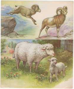 [Sheep]